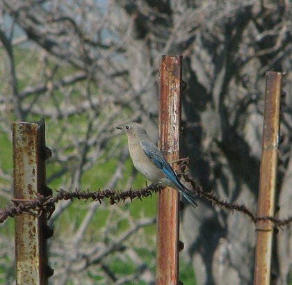 Mountain Bluebird female (L. Johnson)