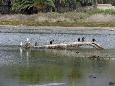 Some of the snag lovers (C. Almdale 12/23/12)