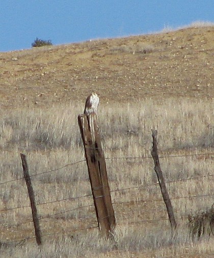 Prairie Falcon on fence (L. Johnson 12/8/12)