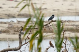 Female Belted Kingfisher (C. Bragg 11/25/12)
