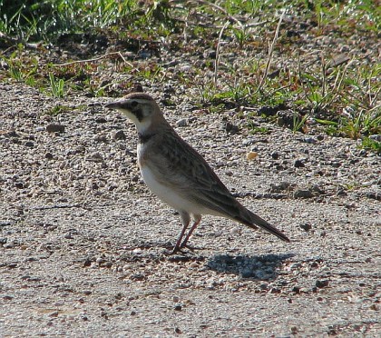 Horned Lark (C. Almdale)