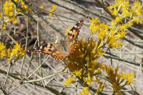 Painted Lady butterfly in the Rabbit Bush blooms (R. Seidner 11 3 12)