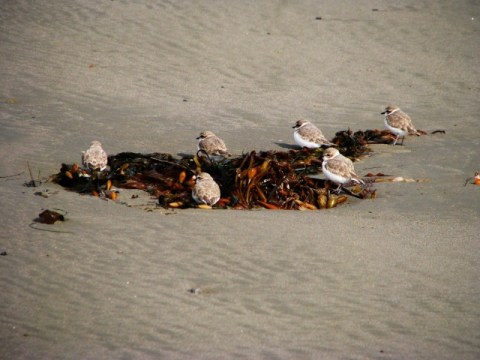 Six Snowy Plovers surround beach wrack (C. Almdale 12/23/12)