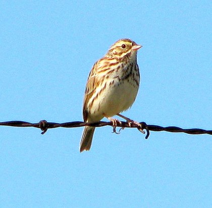 Savannah Sparrow on fence (C. Almdale)