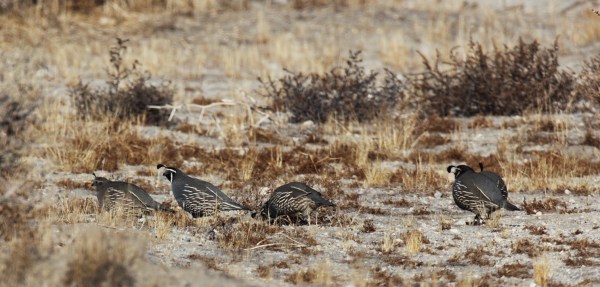 California Quail, Scott Baker