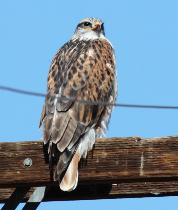Ferruginous Hawk, Scott Baker