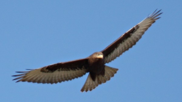 Dark morph Ferruginous Hawk, Scott Baker
