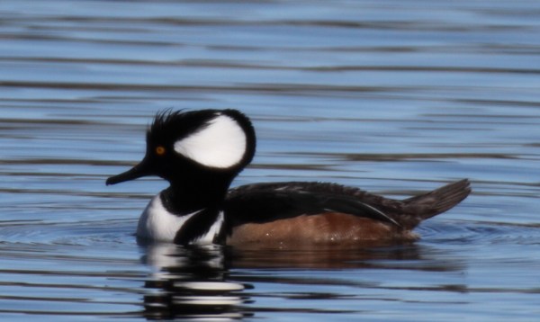 Hooded Merganser, Scott Baker