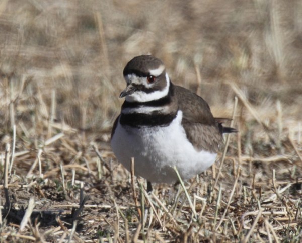 Killdeer, Scott Baker