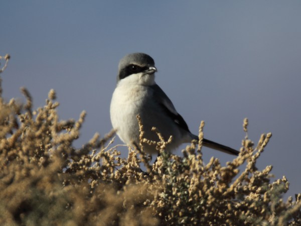 Loggerhead Shrike, Scott Baker