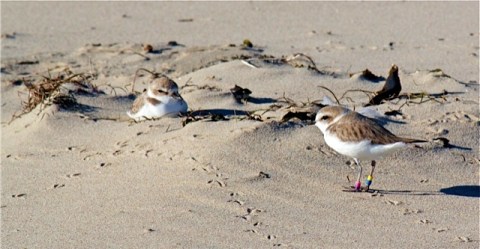 Snowy Plover PV:YB & friend (Cynthia Aylesworth 1/19/13)