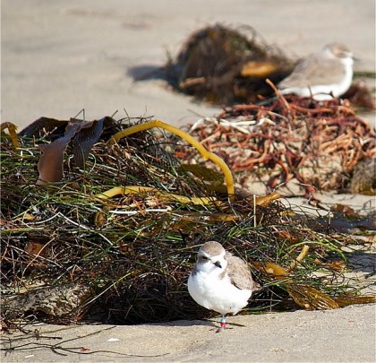 Snowy Plover GG:AR who 1st appeared on Surfrider Beach on 9/25/11 (Cynthia Aylesworth 1/6/13)