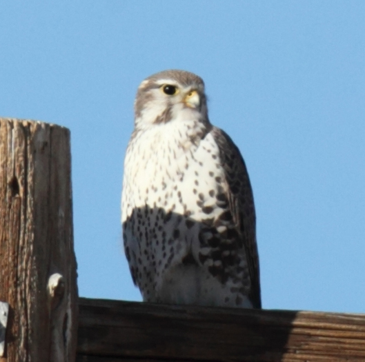 Prairie Falcon, Scott Baker