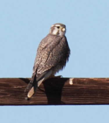 Prairie Falcon, Scott Baker