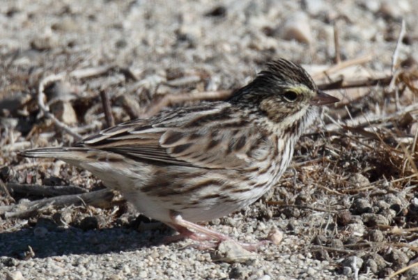 Savannah Sparrow, Scott Baker