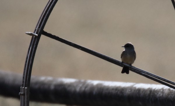 Say's Phoebe, Scott Baker