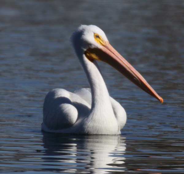 American White Pelican, Scott Baker