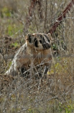 Badger in Carrizo Plains (J. Kenney 1/27/13)