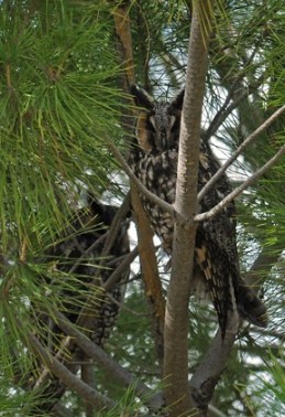 Long-eared Owl in Carrizo Plains (J. Kenney 1/27/13)