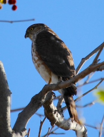 Sharp-shinned Hawk (J. Waterman 3/9/13)