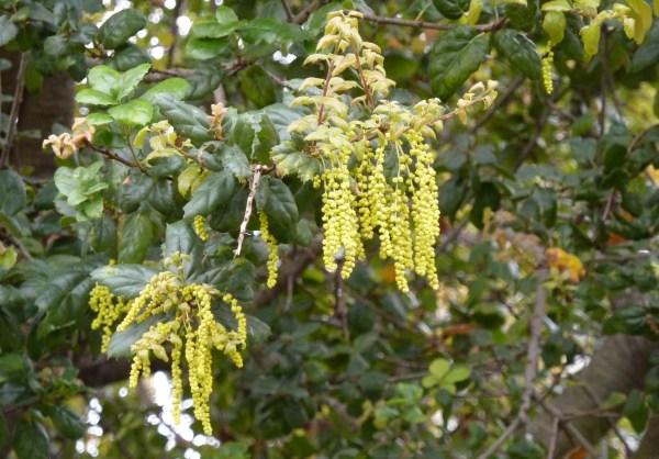 Coast Live oak catkins