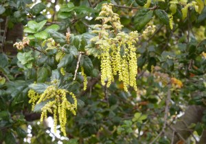 Coast Live oak catkins