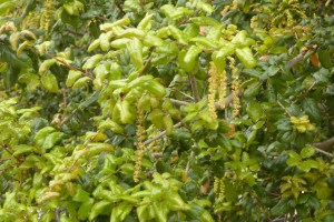 Catkins and new sprouts on Coast Live oak.