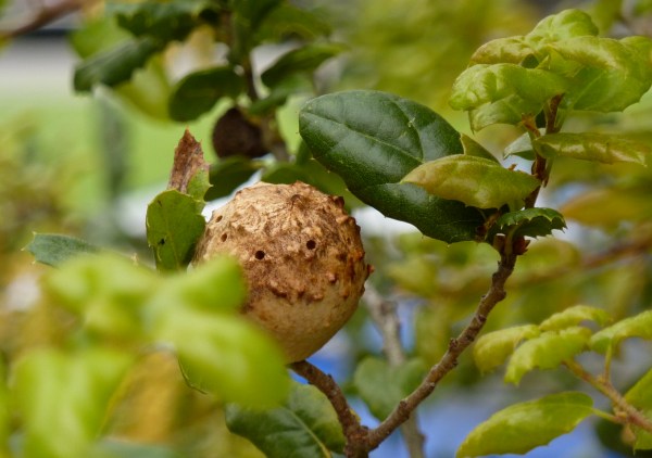 Oak gall houses small wasps during winter.