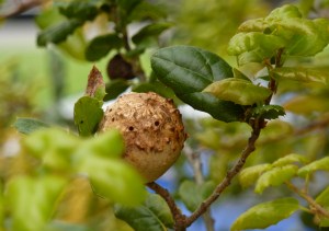 Oak gall houses small wasps during winter.