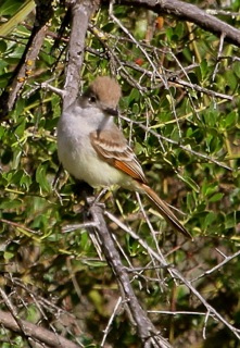 Ash-throated Flycatcher (J. Waterman 4/6/13)