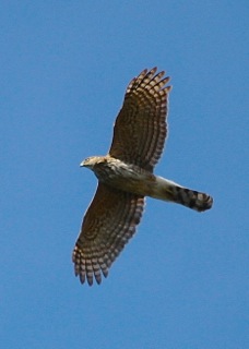 Cooper's Hawk (J. Waterman 4/6/13)