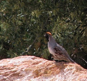 Gambel's Quail (L. Johnson 5/3/08)