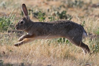 Rabbit (J. Waterman 4/6/13)