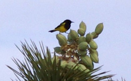 Scott's Oriole on a Joshua Tree seed pod (D. Roberts 5/4/13)