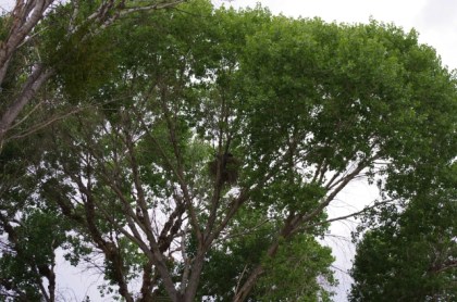 The lump in the tree is a nest holding two young Red-tailed Hawks (D. Roberts 5/5/13)
