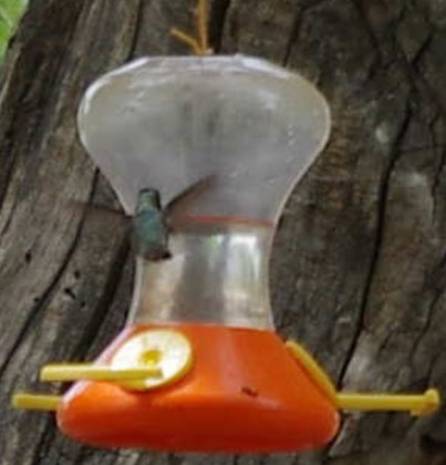 Hummer at the Morongo feeders (D. Roberts 5/5/13)