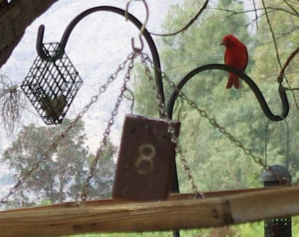 Summer Tanager looking for a quick meal (D. Roberts 5/5/13)