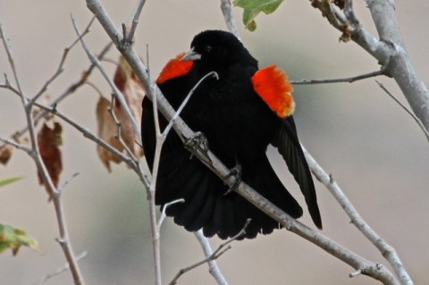 Male Red-winged Blackbird in full breeding display (J. Waterman 5/26/13)