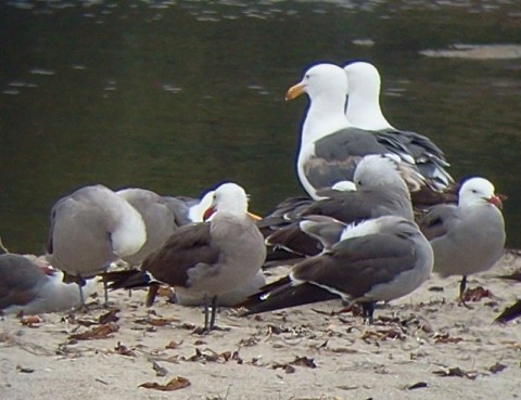 Heermann's and Western Gulls (L. Johnson 6/23/13)