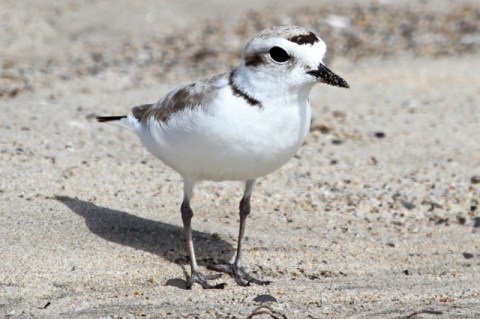 He has an extremely thin black neck bar! (J. Waterman 5/26/13)