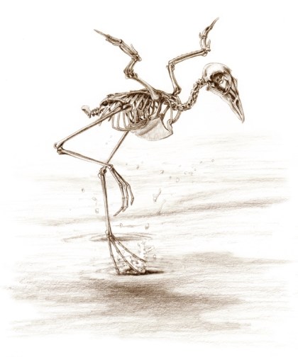 Storm Petrel dancing on the water