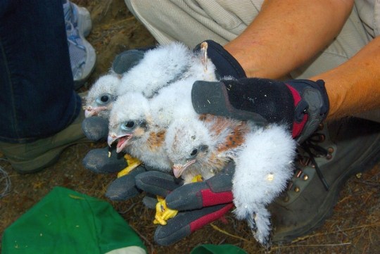 Quite a handful - now I know why the parents build nests (Don & Diana Roberts 6/17/13)