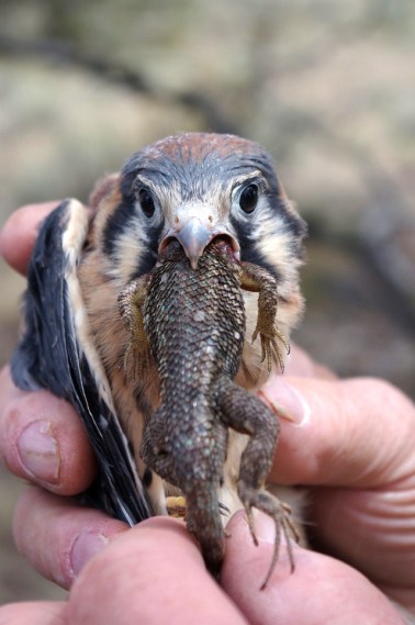 Looks like a western fence lizard (Don & Diana Roberts 6/17/13)