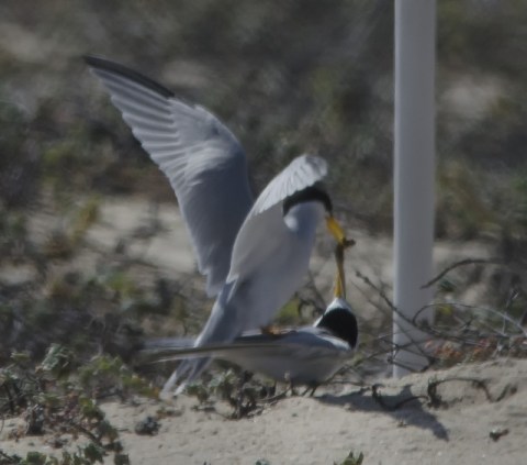 Even more fish business (Wendy Miller - Huntington Beach - May'13)