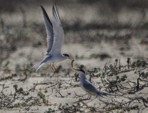 More fish business (Wendy Miller - Huntington Beach - May'13)