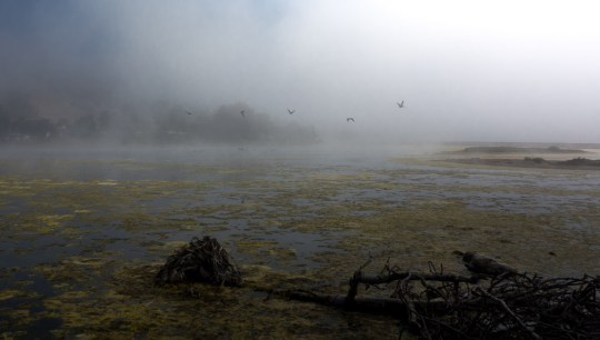 Foggy lagoon morning (C. Bragg 8/25/13)