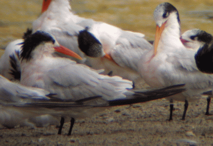 Elegant Terns (L. Johnson 8/25/13)