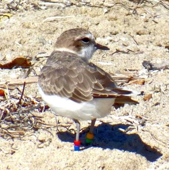 Snowy Plover RB:YG (A. Albaisa 9/22/13)
