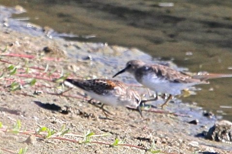 Closeup of two Least Sandpipers, adult in basic plumage behind juvenile (J. Waterman 9/22/13)