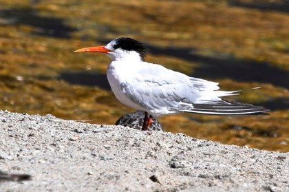 Elegant Tern - an unusual red legged version (J. Waterman 9/22/13)